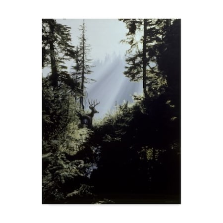 Ron Parker 'Edge Of The Forest' Canvas Art,24x32